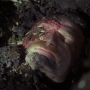 maggot face